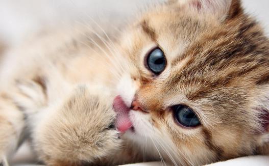 動(dòng)物疫病診斷儀：貓弓形蟲是什么？