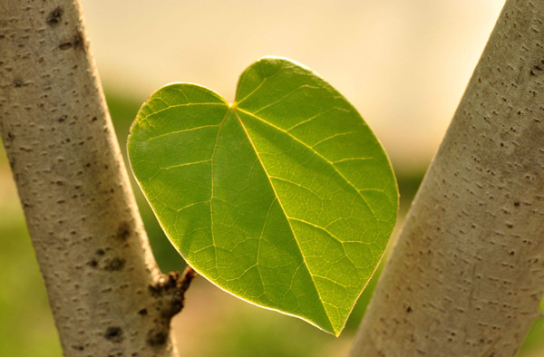 光合作用測(cè)定儀 光合作用測(cè)定儀