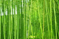 植物株高要如何測量？